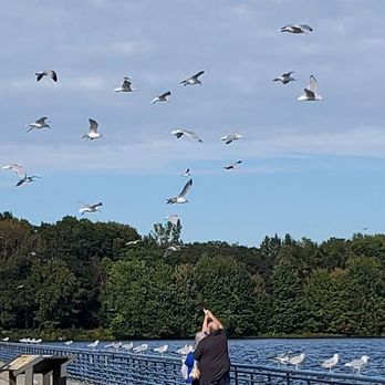 Pymatuning Spillway - Feeding the birds. - Parks Near Me Pymatuning Spillway - Feeding the birds. - Parks Near Me