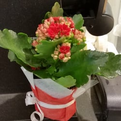 Blumen Grün Punkt