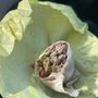 Photo of Memo's Mexican Food Restaurant