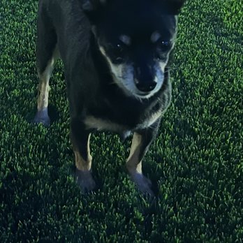 Big Bully Turf - Oh, Sally Mae loves the artificial grass - Landscaping Near Me - Henderson, Nevada