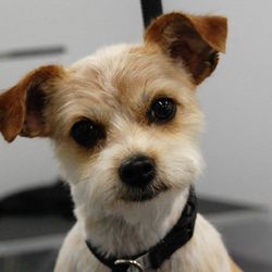 Lincoln Pet Parlor