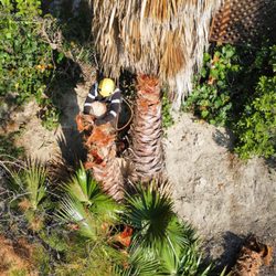 Tree Doctor Service - Precision palm cutting from above using safe rigging and professional climbing.
