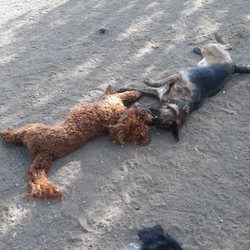 Pappy's Pet Lodge - Roanoke - Molly and Bear having fun in daycare.