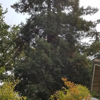 Juan's Landscaping & Tree Service - before - Landscaping Near Me - Pittsburg, California Juan's Landscaping & Tree Service - before - Landscaping Near Me - Pittsburg, California