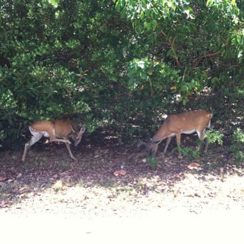 No Name Pub - Deer family grazing nearby - American Near Me - Big Pine Key, Florida No Name Pub - Deer family grazing nearby - American Near Me - Big Pine Key, Florida