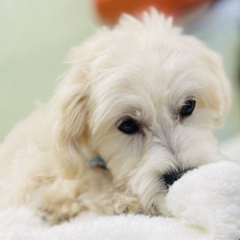Toko’s Pet Spa - Pet Groomers Near Me - Honolulu, Hawaii