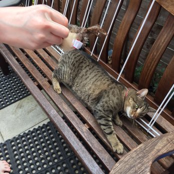 battersea animal shelter