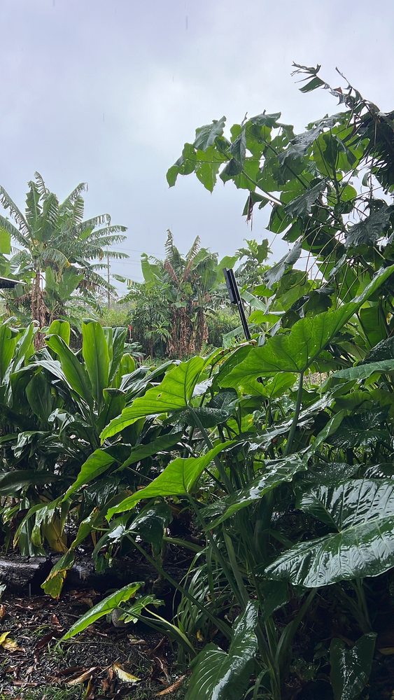 Sanctuary Spa at Aloha Animal Sanctuary Logo