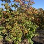 Photo of Beekman Nursery