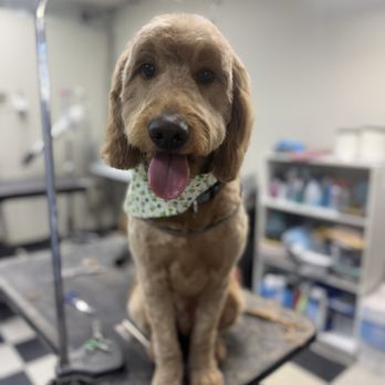 The Dog House - Goldendoodle groom - Pet Groomers Near Me - Jacksonville Beach, Florida The Dog House - Goldendoodle groom - Pet Groomers Near Me - Jacksonville Beach, Florida