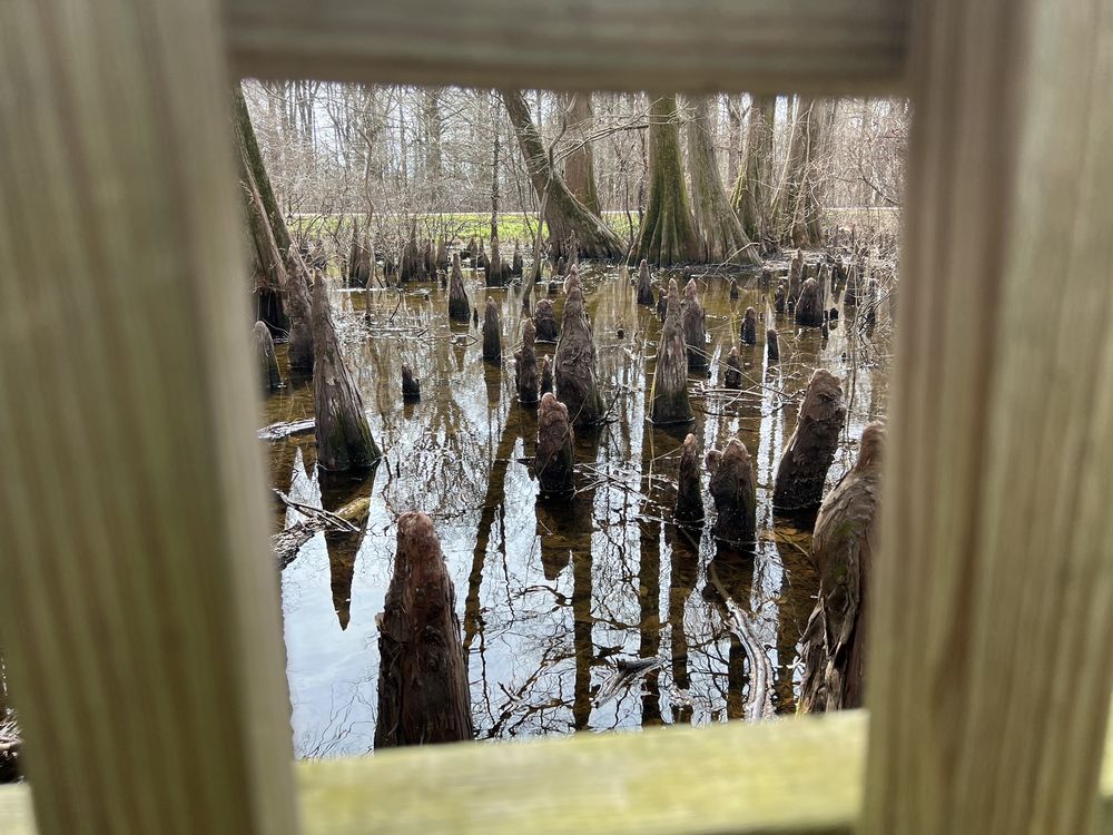 GREENVILLE CYPRESS PRESERVE Corner Hwy 82 and Cypress Lane