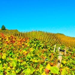 Rotweinwanderweg - Ein Traum! Weinberge im Spätsommer