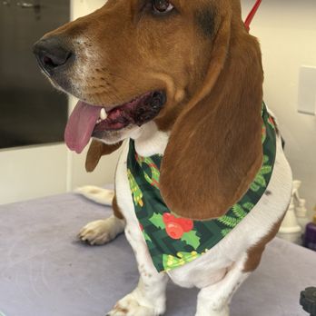 Chic Paws Pet Grooming - Pet Groomers Near Me - San Diego, California Chic Paws Pet Grooming - Pet Groomers Near Me - San Diego, California