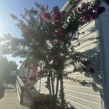 il Cigno Italiano - Italian Near Me - Swansboro, North Carolina