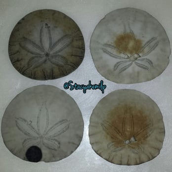 Ocean Beach - Four of the sand dollars I found on June 7th. - Parks Near Me - San Francisco, California