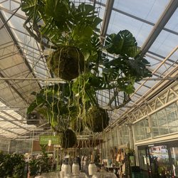 Terrace Cafe - Plants in green house attached