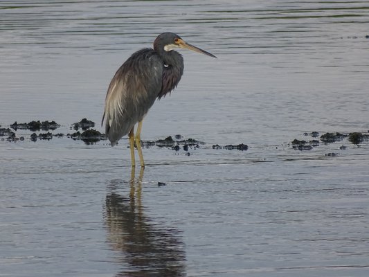 J.N. "Ding" Darling National Wildlife Refuge Visitor and Education Center by null