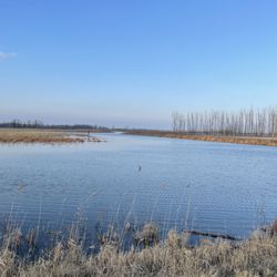 Pointe Mouillee State Game Area - Water's probably pretty polluted
