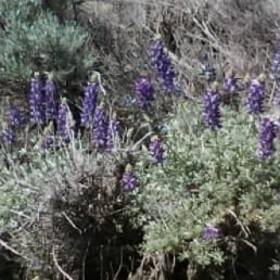 Lupine. Lupine.