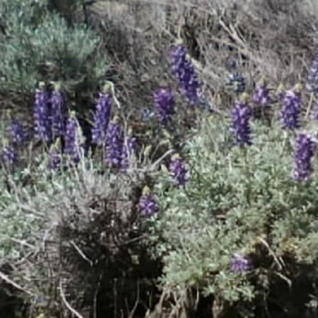 Hungry Valley State Vehicular Recreation Area - Lupine. - Parks Near Me - Lebec, California Hungry Valley State Vehicular Recreation Area - Lupine. - Parks Near Me - Lebec, California