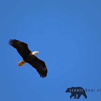 Scenic Bear Viewing - Tours Near Me - Homer, Alaska Scenic Bear Viewing - Tours Near Me - Homer, Alaska