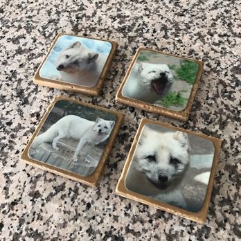 Animal Ark - Since we adopted Koda, we ordered Koda coasters! They came in a week. So cute! - Zoos Near Me - Reno, Nevada