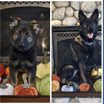 SentinelHarts German Shepherds - The day L'Echo came home and the 1yr difference - Pets Near Me SentinelHarts German Shepherds - The day L'Echo came home and the 1yr difference - Pets Near Me