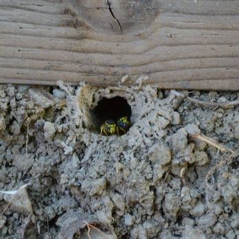 Optimum Pest Pros - Pest Control Near Me - Canandaigua, New York Optimum Pest Pros - Pest Control Near Me - Canandaigua, New York