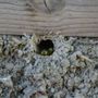 Photo of Optimum Pest Pros