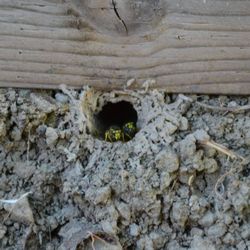 Optimum Pest Pros
