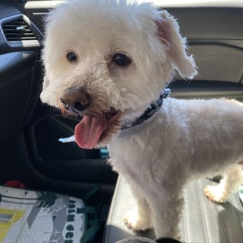 Doodle Dude Grooming - Happy car ride home for Teddy Pancake! - Pet Groomers Near Me - Tarzana, California