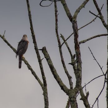 Crestwood Lake - Cooper's Hawk at Greenwood Lake - Recreation Centers Near Me - Allendale, New Jersey Crestwood Lake - Cooper's Hawk at Greenwood Lake - Recreation Centers Near Me - Allendale, New Jersey
