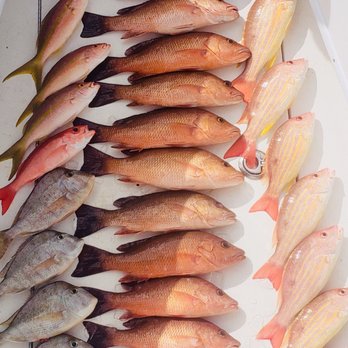 Suncoast Fishing Adventures - Fish we caught - Fishing Near Me