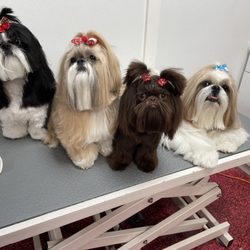 The Urban Paw Pet Grooming - Family of four beautiful babies!