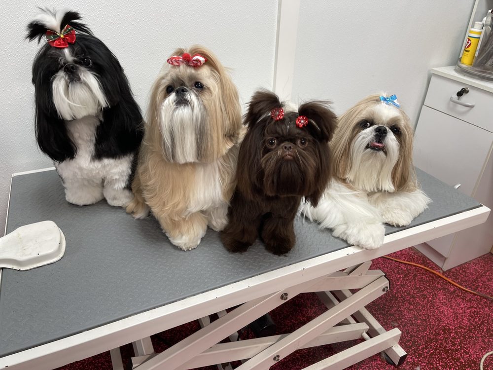 The Urban Paw Pet Grooming Image