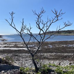 Timber Point Trail