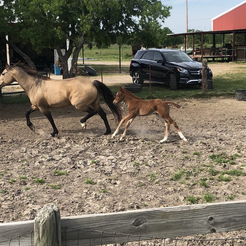 Los Saltos Ranch - Horseback Riding Near Me - Whitesboro, Texas Los Saltos Ranch - Horseback Riding Near Me - Whitesboro, Texas