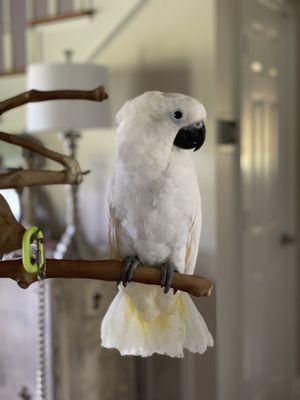 BIRDMAN'S PARROTS by null