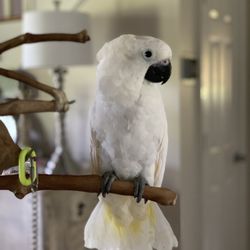 Birdmans Parrots 129 Foto 42 Ulasan Kedai Menjual Burung