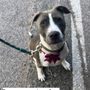 City Bark Denver