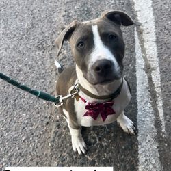 City Bark Denver