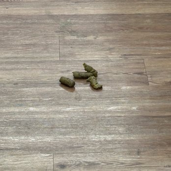Walmart Supercenter - dog or human poop pile - Grocery Near Me - Austin, Texas Walmart Supercenter - dog or human poop pile - Grocery Near Me - Austin, Texas