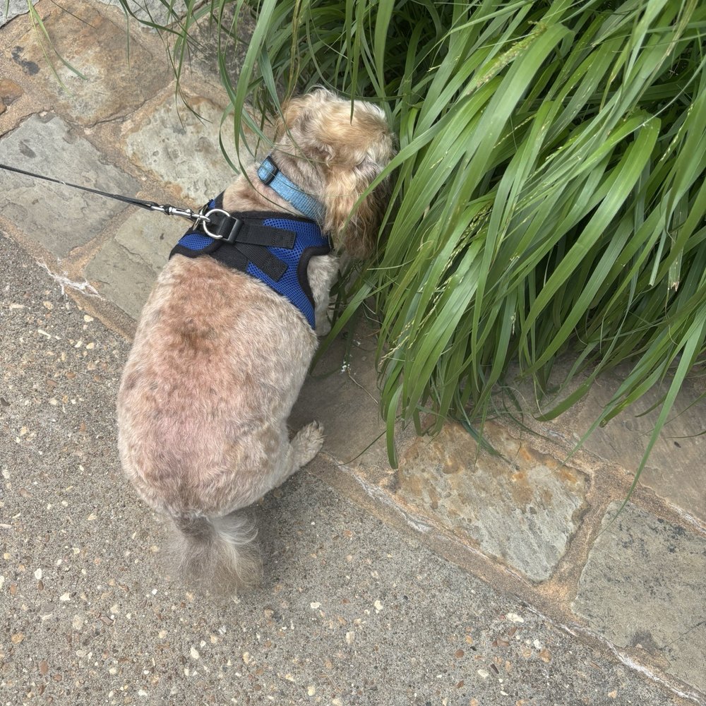Gathering Place - Baxter sniffing - Parks Near Me - Tulsa, Oklahoma Gathering Place - Baxter sniffing - Parks Near Me - Tulsa, Oklahoma