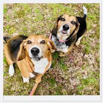 Tenasity Dog Training - Mason and Watson - Pet Training Near Me Tenasity Dog Training - Mason and Watson - Pet Training Near Me