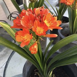 Clivia