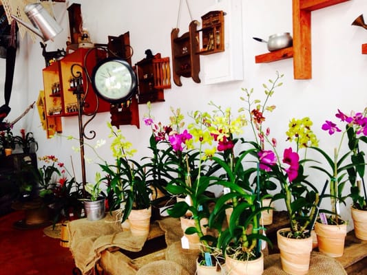 Redland Ranch by null