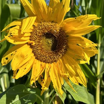 EZ Orchards Farm Market - Sunflower - Fruits & Veggies Near Me - Salem, Oregon EZ Orchards Farm Market - Sunflower - Fruits & Veggies Near Me - Salem, Oregon