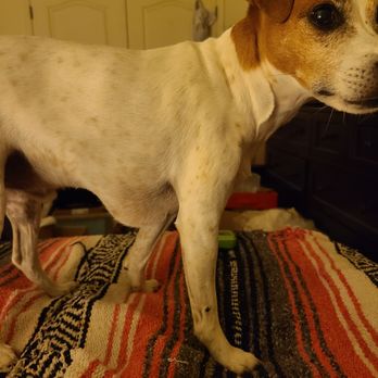 Ark Vets - After his 2nd round of subq fluids. This is normal. - Veterinarians Near Me - Phoenix, Arizona Ark Vets - After his 2nd round of subq fluids. This is normal. - Veterinarians Near Me - Phoenix, Arizona