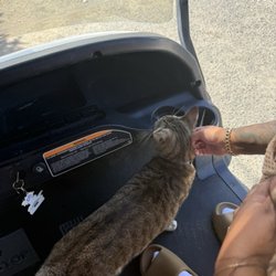 Utv Rental - Only good thing during the encounter - their business cat!