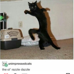 Doorway Inc - A rare sighting of a ol' razzle dazzle cat and wrap cat